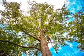 How Our Tree Care Process Works  in  Kemmerer, WY